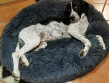 Lade das Bild in den Galerie-Viewer, Kuscheliges Hundebett &quot;Wolke 7&quot; - das Original
