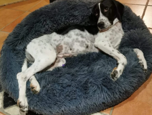 Kuscheliges Hundebett "Wolke 7" - das Original