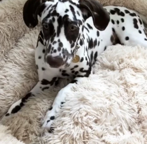 Kuscheliges Hundebett "Wolke 7" - das Original