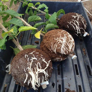 EasyRoot™ Wurzelball | 6er SET